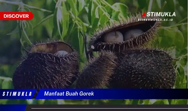 manfaat buah gorek manfaat buah gorek