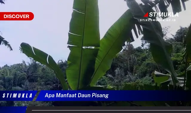 Temukan 6 Manfaat Daun Pisang yang Wajib Kamu Ketahui