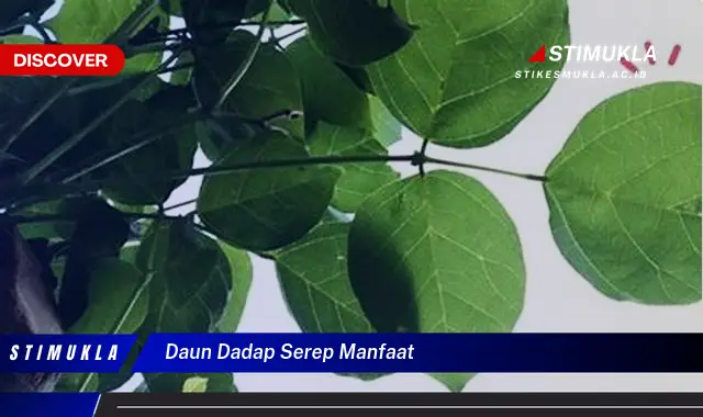 daun dadap serep manfaat daun dadap serep manfaat