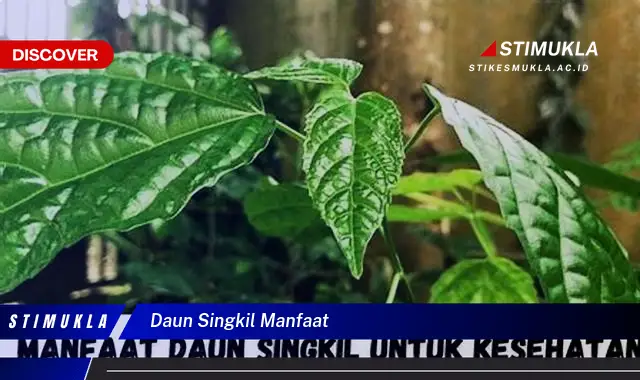 daun singkil manfaat daun singkil manfaat