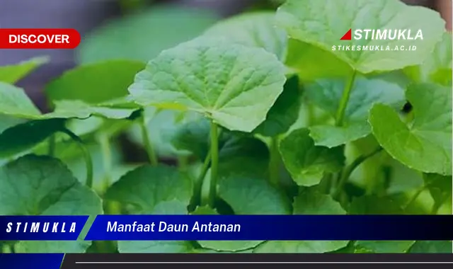 manfaat daun antanan manfaat daun antanan