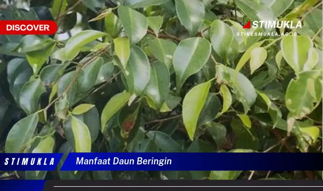 Temukan 5 Manfaat Daun Beringin yang Jarang Diketahui