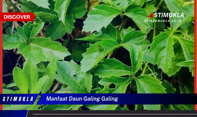 manfaat daun galing galing
