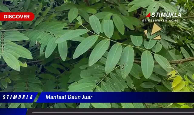 Temukan 7 Khasiat Daun Juar yang Jarang Diketahui