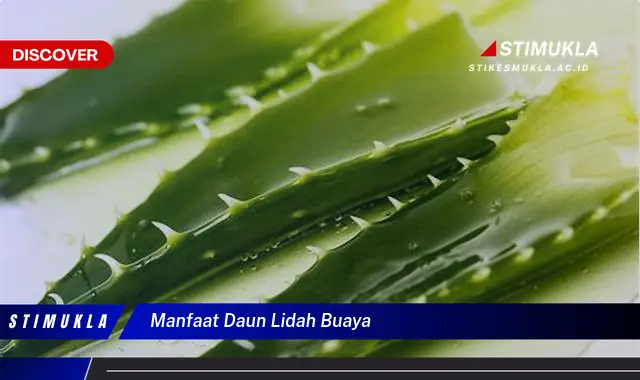 Temukan 6 Manfaat Daun Lidah Buaya yang Bikin Kamu Penasaran