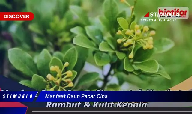 Temukan 8 Manfaat Daun Pacar Cina yang Jarang Diketahui