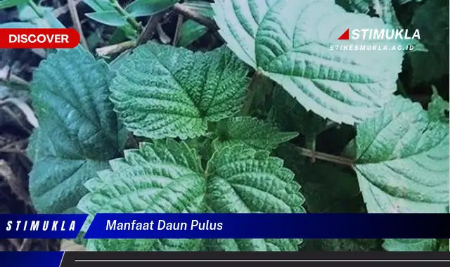 manfaat daun pulus manfaat daun pulus