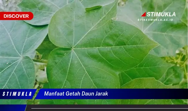 Temukan 5 Manfaat Getah Daun Jarak yang Jarang Diketahui